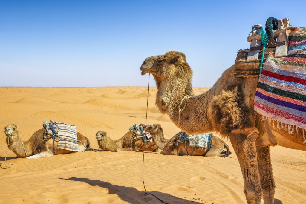 Is the Straw that Can Break the Camel’s Back Coming Soon? - Lachman ...